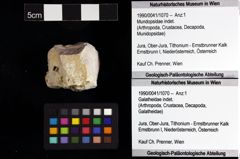 Foto (Objket + Etiketten) von Mundopsidae indet. 